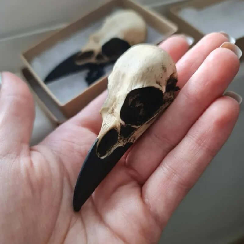 Raven Skull Necklace
